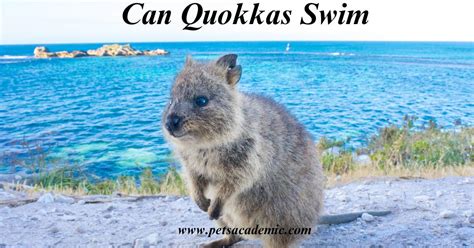 can bandicoots swim? discussing the aquatic abilities of marsupials