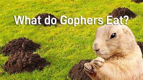 Do Gophers Swim? And Other Mischievous Queries about Gophers