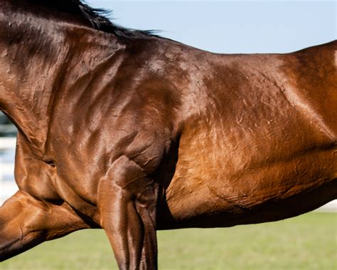 How Are Horses So Muscular Without Protein? And Other Related Enquiries